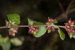 Coralberry